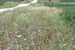 Green Garden Township Debates New Land Use Plan during Workshop, Pushes Potential Vote to October