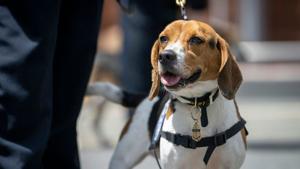 Envelopes with white powder sent to two Texas ICE offices, no public threat