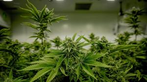 Illinois cannabis industry cautious on child-safety bill, questions focus on regulated products