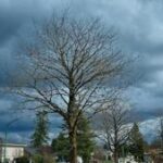 Illinois Quick Hits: Tornado kills 2 in Jefferson County