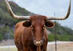 Trump defends tariffs, tells beef producers to lower prices