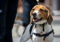 Envelopes with white powder sent to two Texas ICE offices, no public threat