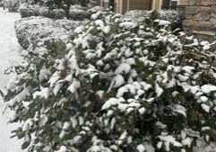 Illinois quick hits: Cyber Monday security tips; expecting mother discharge legislation